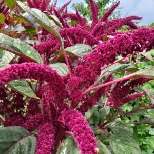 Amaranthe Queue de Renard - BIO