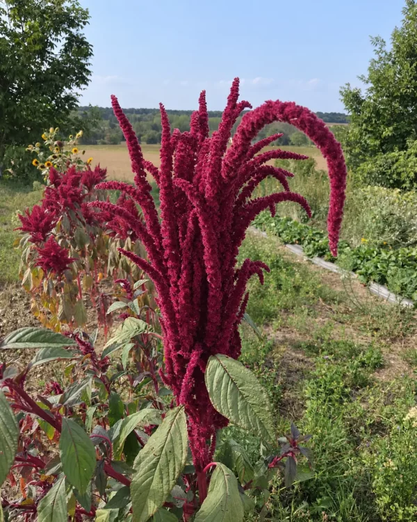 Amaranthe queue de renard en fleur, longs épis rouges retombants au jardin
