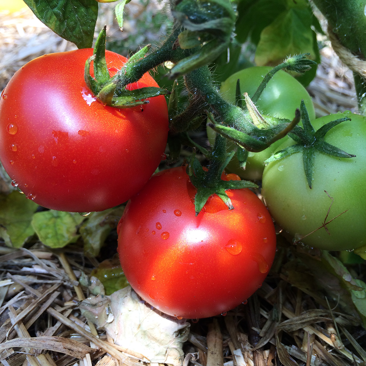 Tomate Balcon Bogus Fruchta KS - BIO