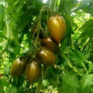 Tomate Brad’s Atomic Grape – BIO