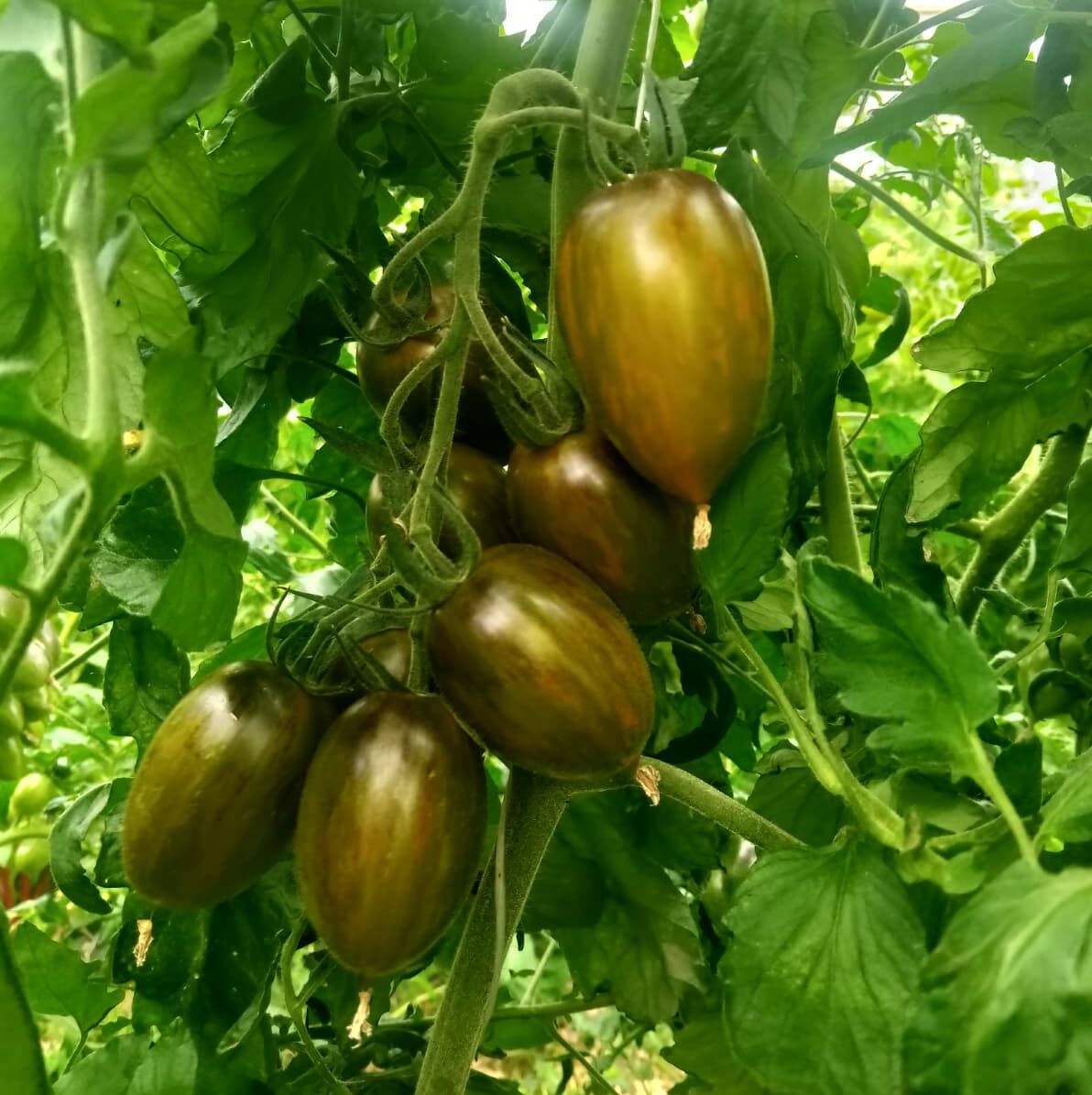 Tomate Brad’s Atomic Grape – BIO