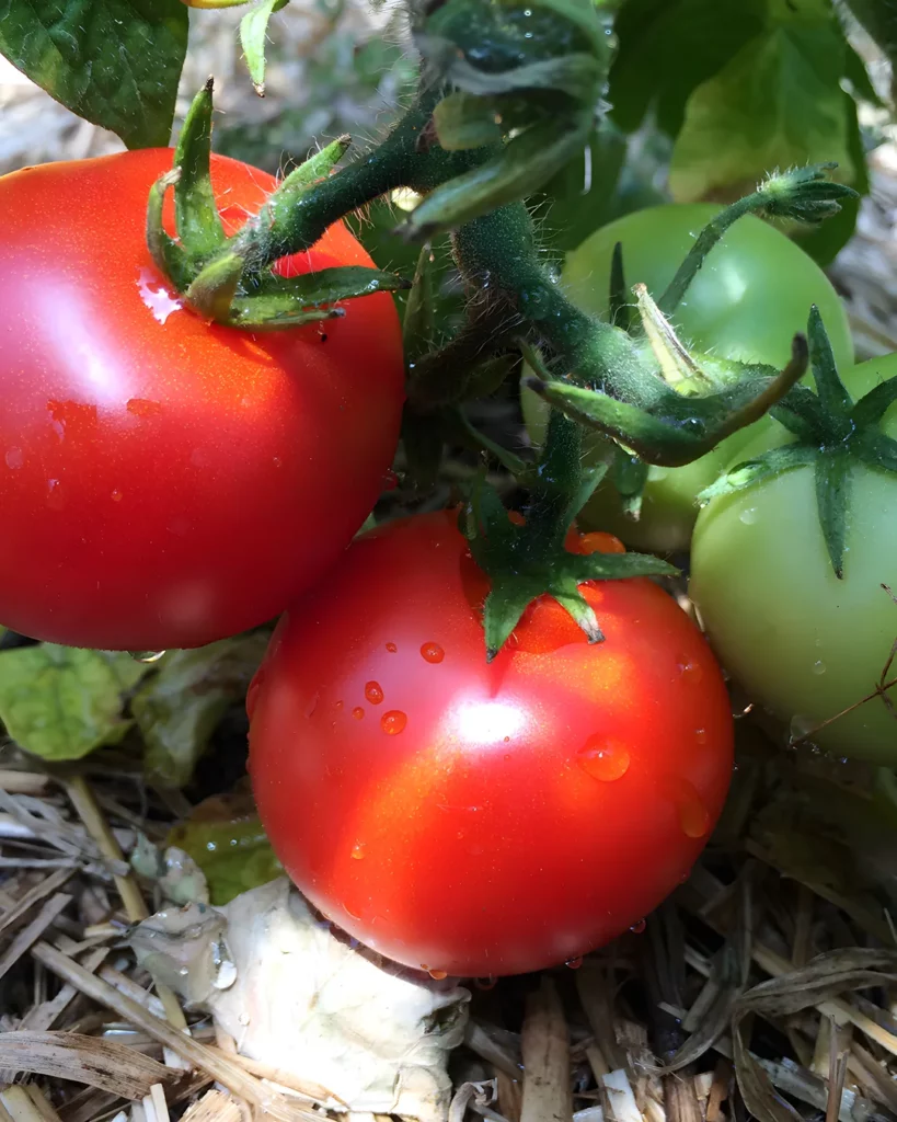 Tomates rouges Bogus Fruchta sur le plant