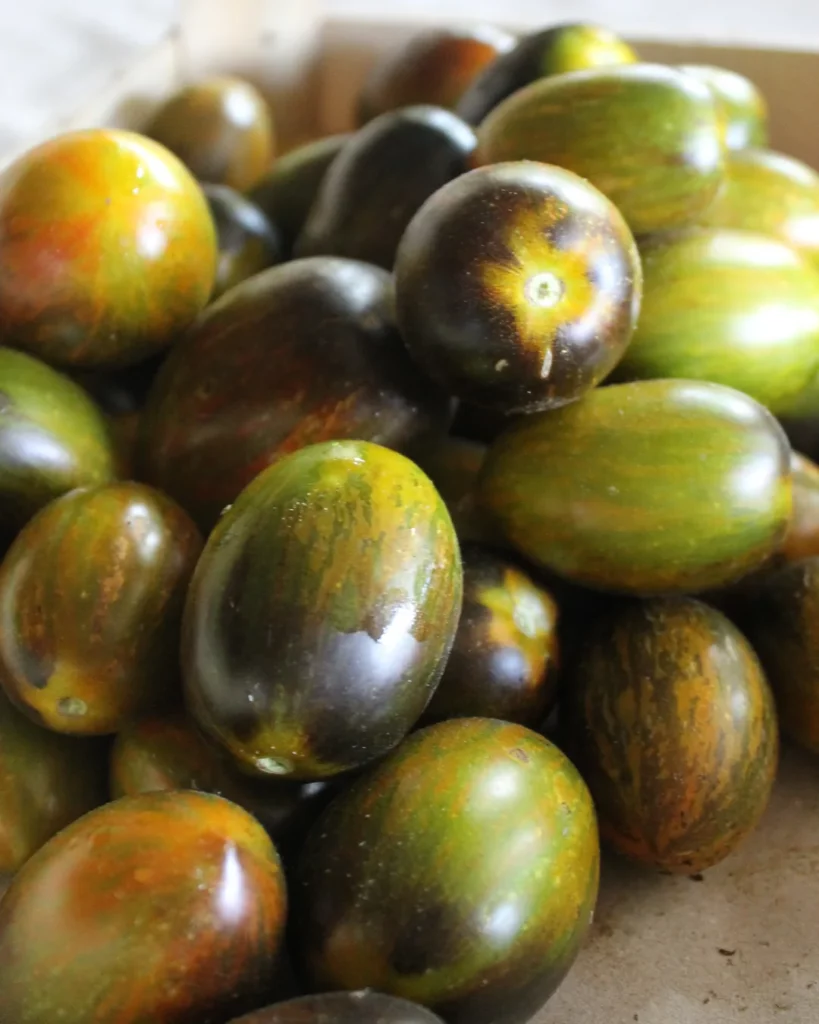 Tomates Brad's Atomic Grape vertes et violettes