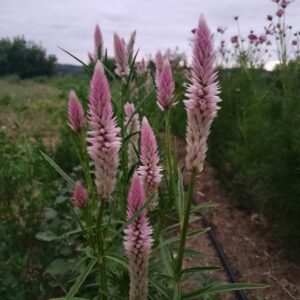 Célosie Argentée "Flamingo" - BIO