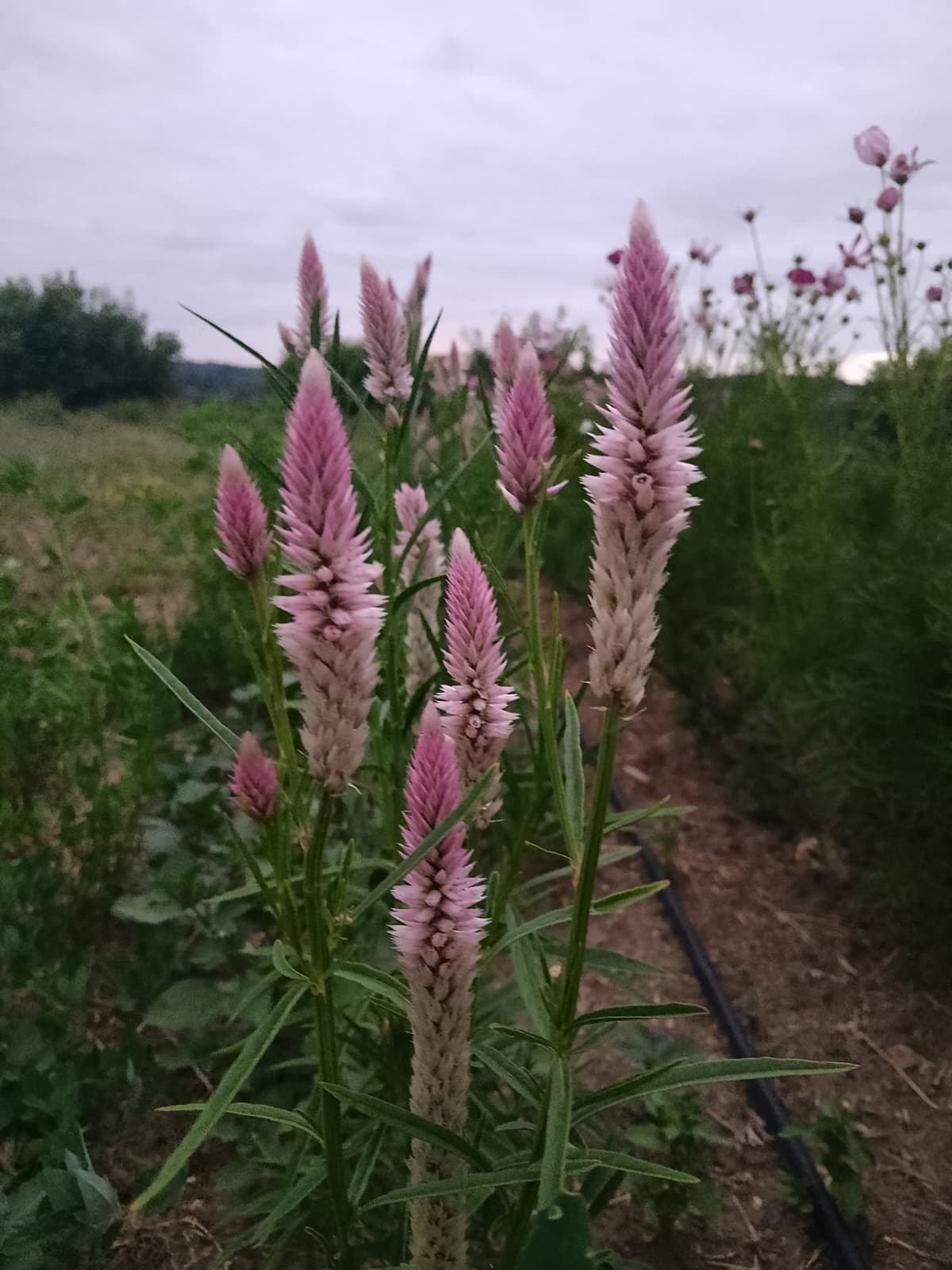 Célosie Argentée "Flamingo" - BIO