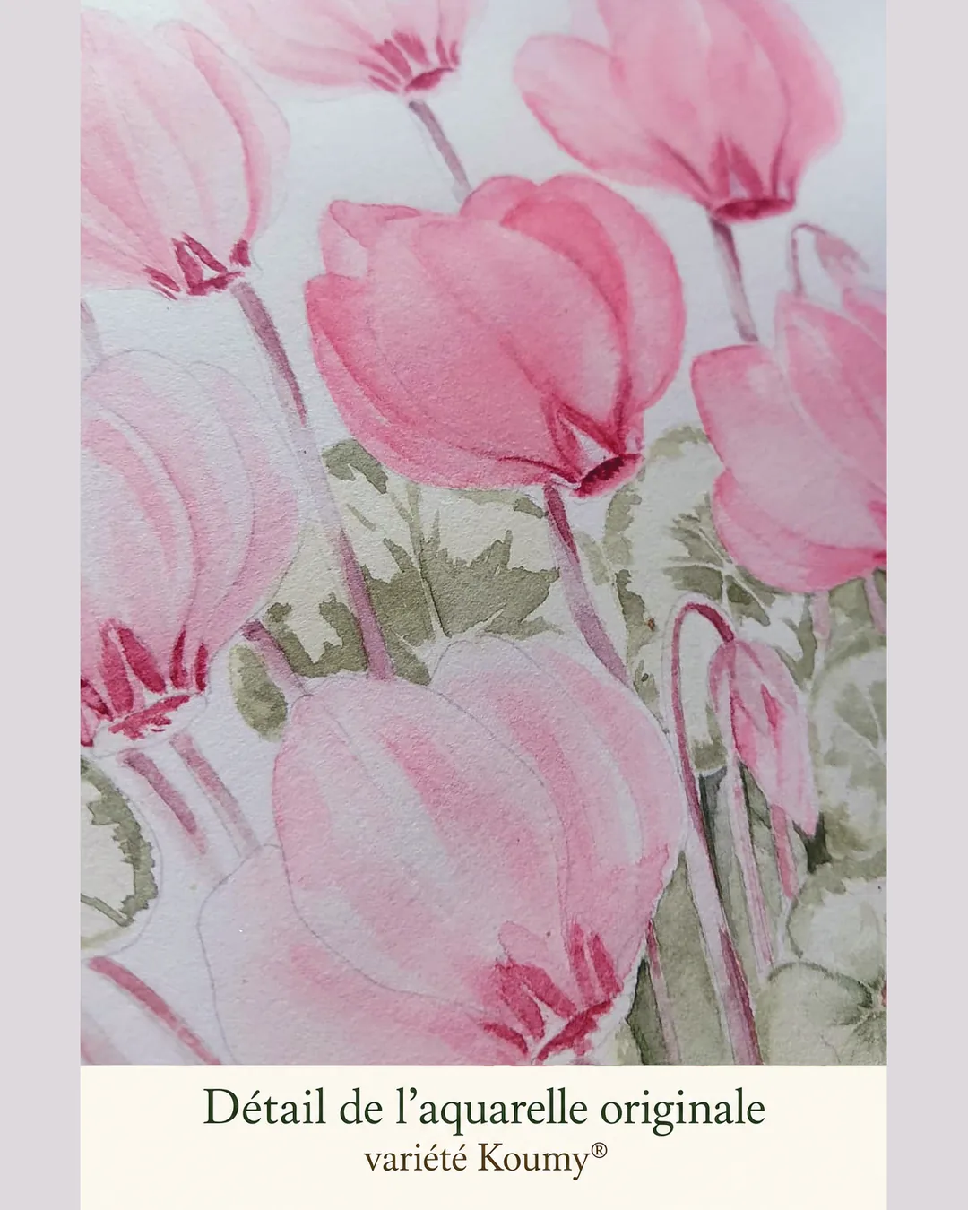 Détail de l’aquarelle originale du sachet KOUMY® : cyclamens roses