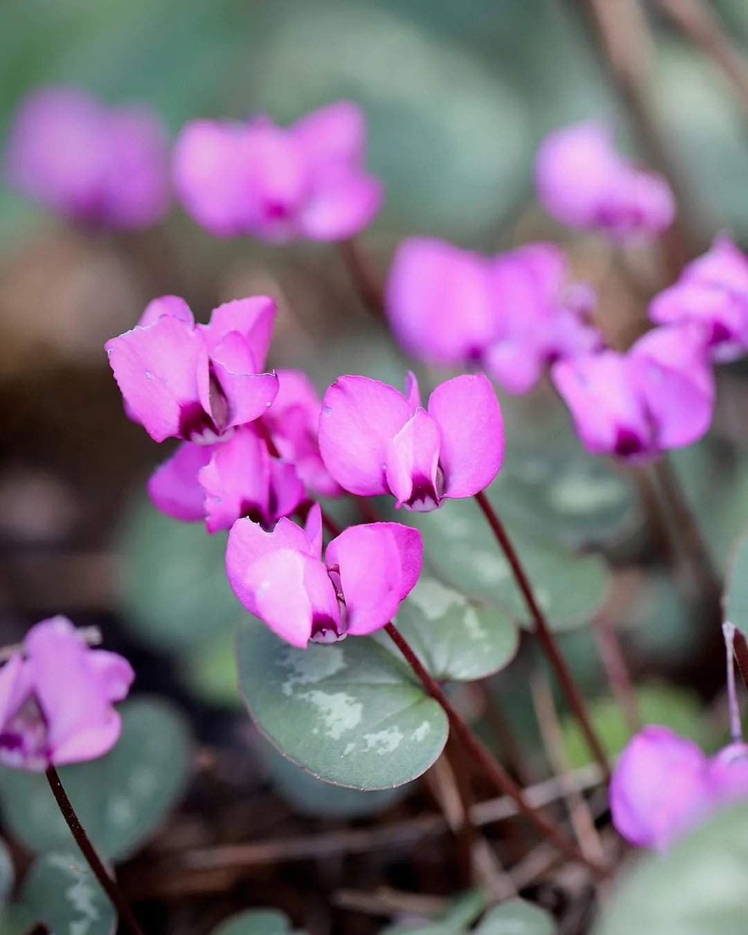 Cyclamens KOUMY® roses en fleur au feuillage marbré