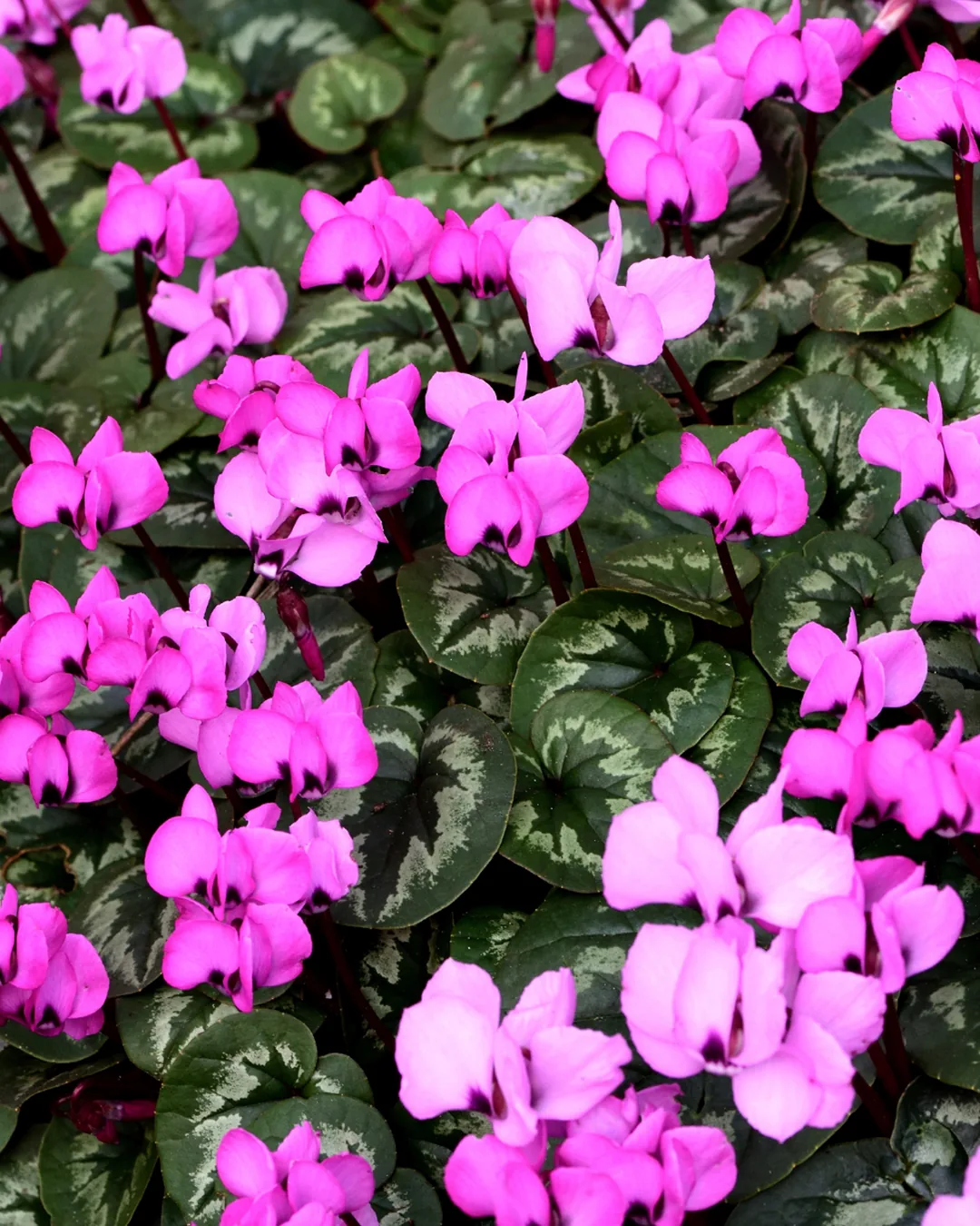 Massif de cyclamens KOUMY® roses en pleine floraison