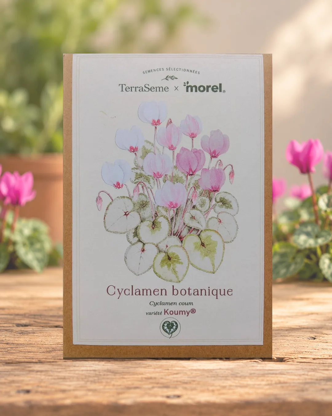 Sachet de graines de cyclamen botanique KOUMY® TerraSeme × Morel, illustré à l’aquarelle