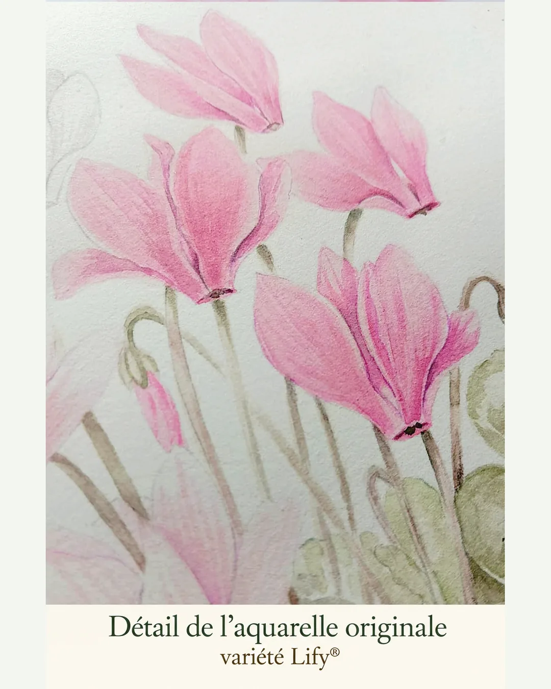 Détail de l’aquarelle originale du sachet LIFY® : cyclamens roses