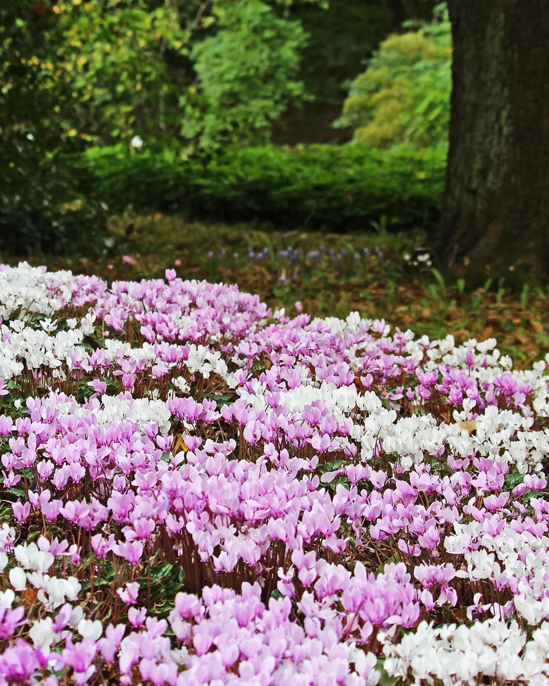 Tapis de cyclamens LIFY® blancs et roses sous les arbres