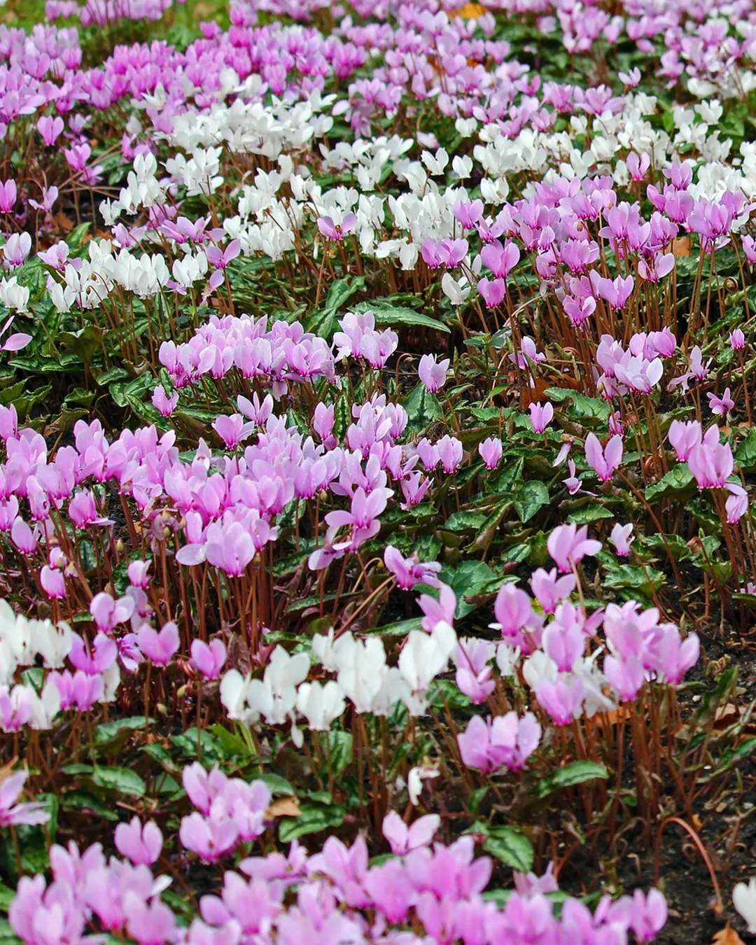 Cyclamens LIFY® roses et blancs en fleur, en tapis dense