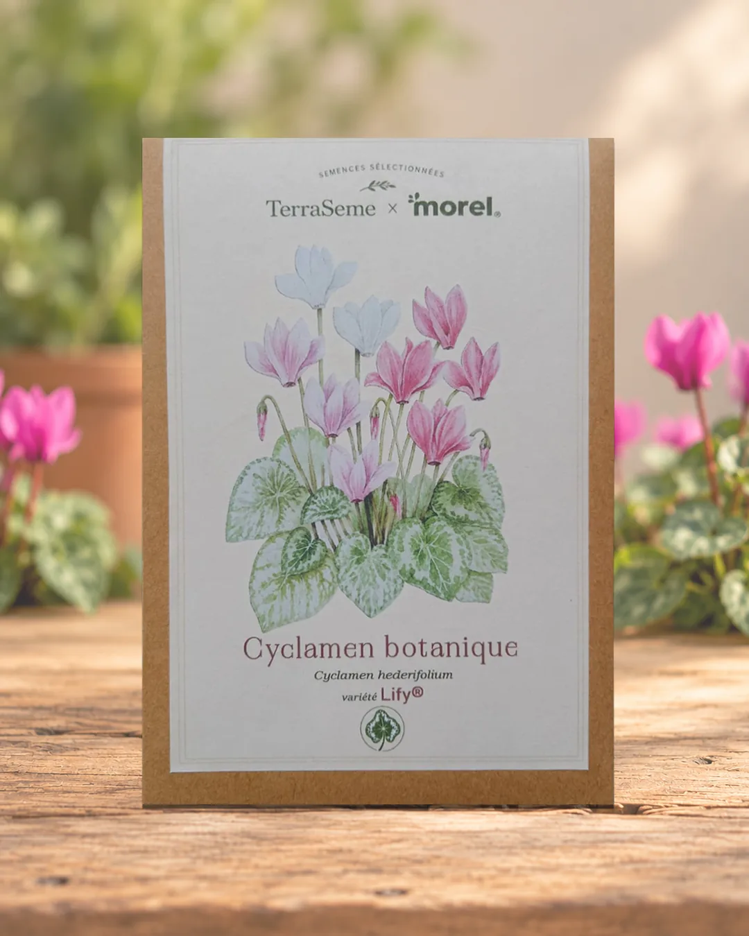 Sachet de graines de cyclamen botanique LIFY® TerraSeme × Morel, illustré à l’aquarelle